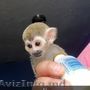 Maimuță veștilă de adopție/vânzare